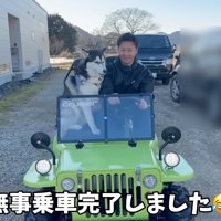ミニカーに乗るハスキー犬と男性