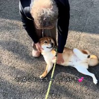 おばあちゃんに撫でられる柴犬さん