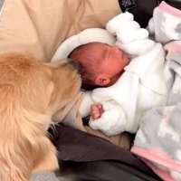 リリーちゃんと弟くんの初対面4