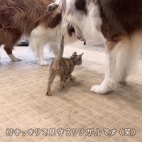 並んで護衛！？