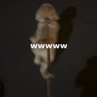 走り続ける犬