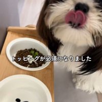 ご飯を食べないパンちゃん7