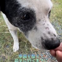 近づく野良犬