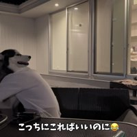 おもちちゃんが見てる！