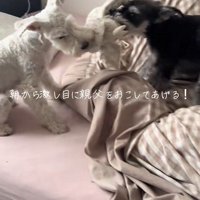 ぷく君ともち君の日常