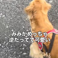 耳を立てている犬