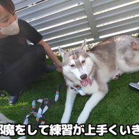にこちゃんのお散歩練習