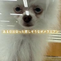 悲しい顔の犬との出会い