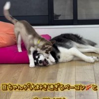 子犬に顔を甘噛みされる子犬