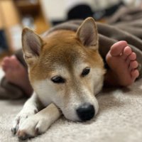 飼い主さんと…