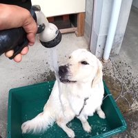 打ち水のようにシャワーをかける