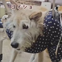 おばあちゃんワンコを車椅子に乗せたら8