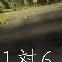 野生の鹿が6頭もいます！