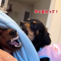 吠える犬