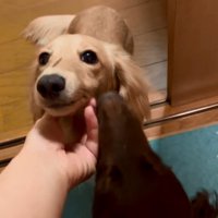 撫でられるパンナちゃん