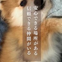 横になってカメラを見つめる犬