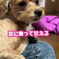 うっとり甘えるちくわちゃん