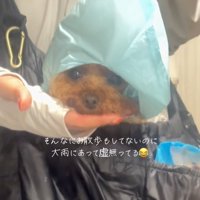 虚無顔のうーろんくん