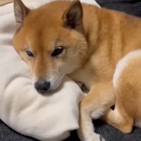 お布団を枕にしてリラックス♪