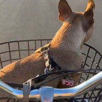 自転車のかごに乗って、周囲を見まわす妹犬