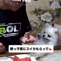 スイカを食べるポメラニアン