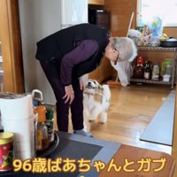 おばあちゃんの顔を見上げる犬