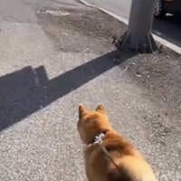 歩道を進む犬