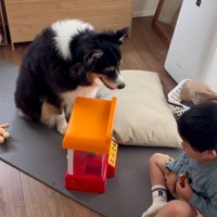 息子さんを見守るレアちゃん