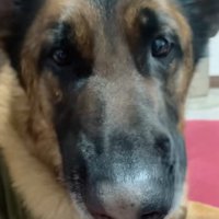 ピアスの匂いを嗅ぐ犬2