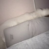 抱き枕に体を預ける犬