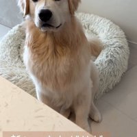 飼い主を見つめる大型犬