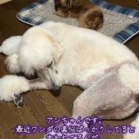 同居犬・アンちゃんとお昼寝