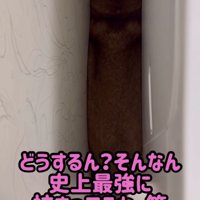史上最強の挟まり方をする柴犬
