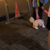 警備員に近づく犬
