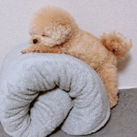 丸めた布団の上がお気に入り