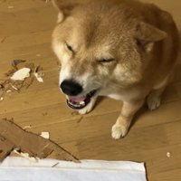 口を開ける犬