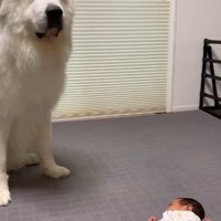 マハロくんと赤ちゃん2