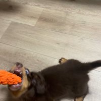 うにくんのお迎え前後のギャップ5