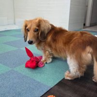 おもちゃ