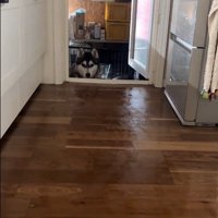ハスキー3匹を呼んだ時の反応9