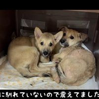 そのうちの2匹を預かり