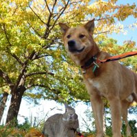 風太くんととんすけくん