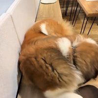 犬好きにはたまりません♡