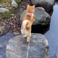普段は軽々と飛び石を渡るももちゃん