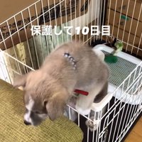 サスケくんの変化8