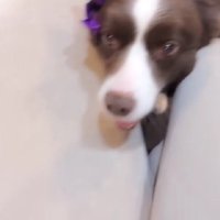 「ひんやりより飼い主さん♡」