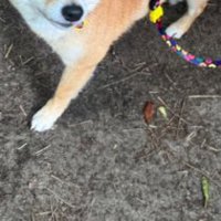 オヤツ