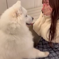 首を傾げるサモエド