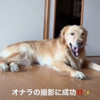 あくびする犬