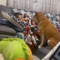 寝ているママを見つめる柴犬